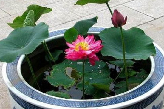 荷花缸里有虫子如何办