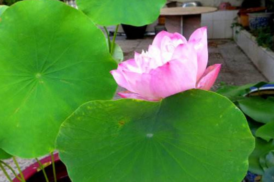 荷花缸里有虫子如何办