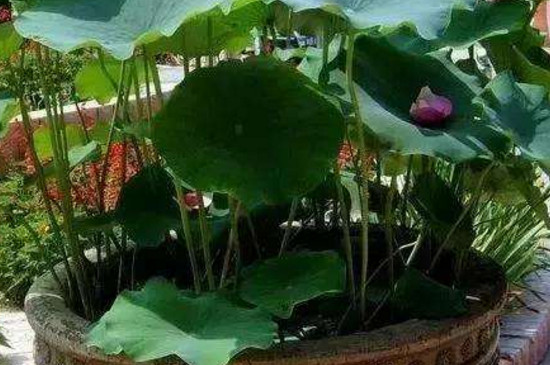 荷花缸里有虫子如何办