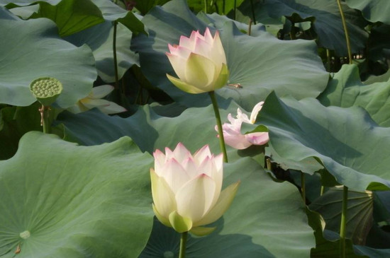 济南荷花几月开