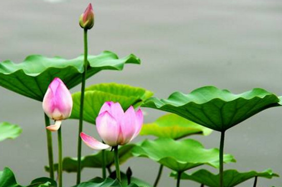 济南荷花几月开