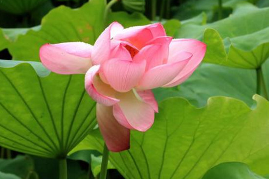 济南荷花几月开