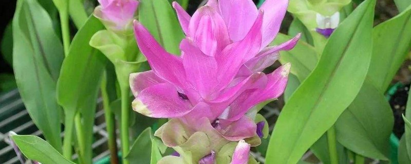 姜荷花开完后如何管理