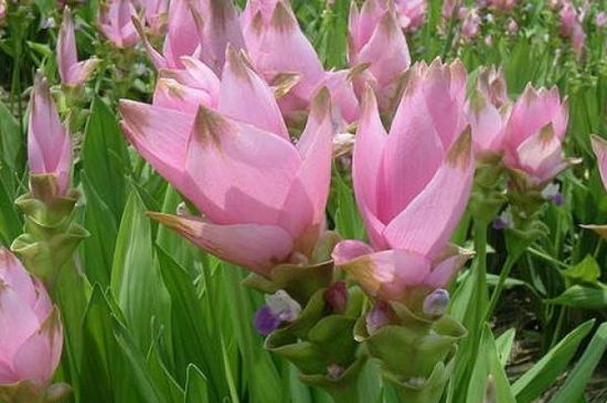 姜荷花开完后如何管理