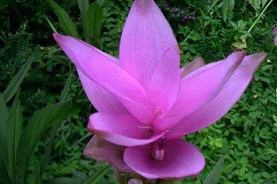 室内如何养殖姜荷花