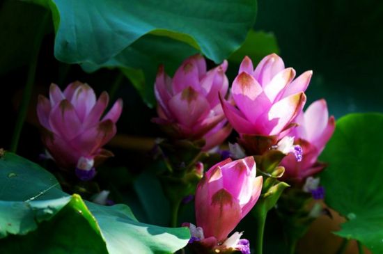 室内如何养殖姜荷花