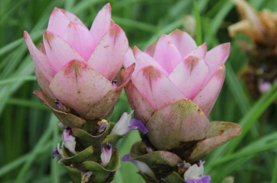 室内如何养殖姜荷花