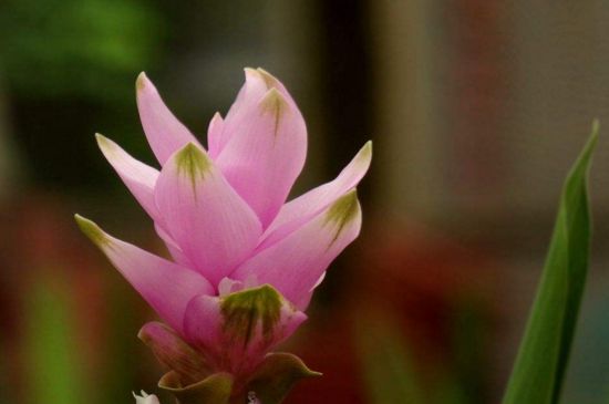 姜荷花如何繁殖