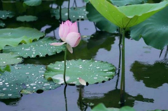 姜荷花如何繁殖