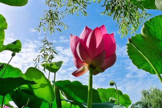 姜荷花如何繁殖