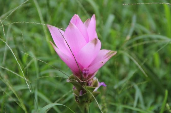 姜荷花发芽时间