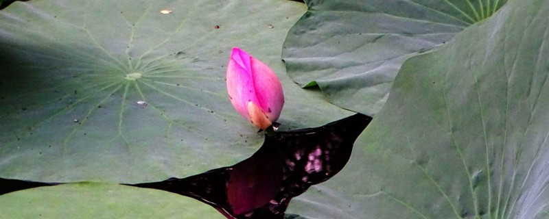 姜荷花的养殖办法及留意事项