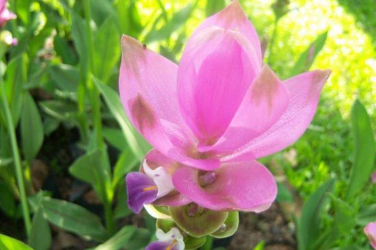 姜荷花的养殖办法及留意事项