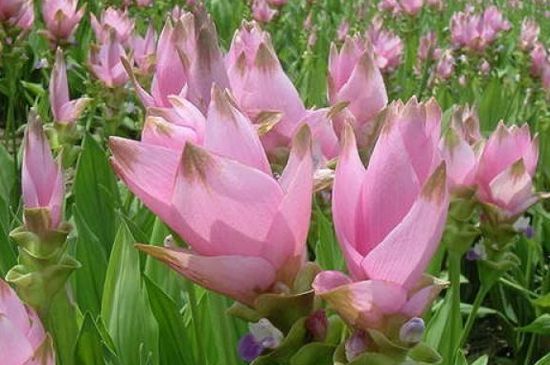 姜荷花的养殖办法及留意事项