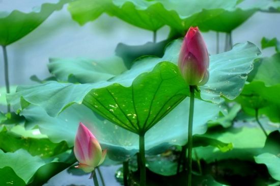 姜荷花的养殖办法及留意事项