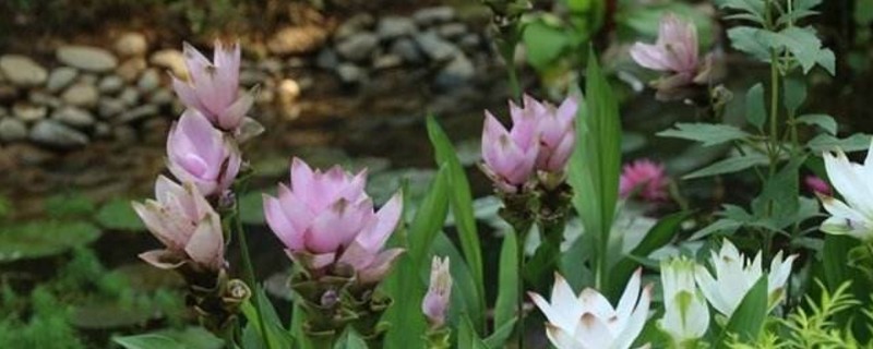 姜荷花如何繁殖