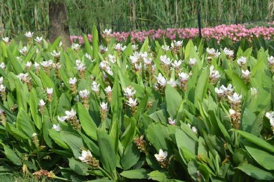 姜荷花如何繁殖