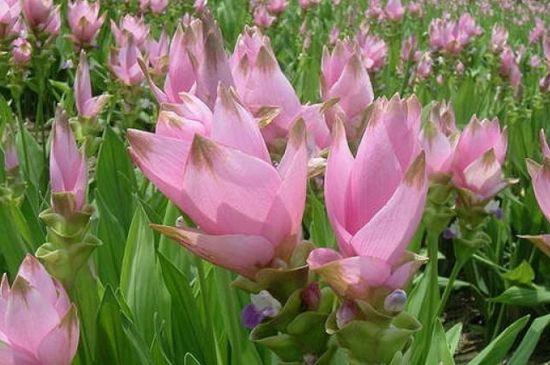 姜荷花如何繁殖