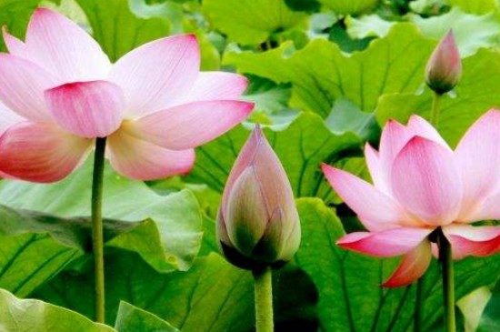 铜陵荷花节的具体地方