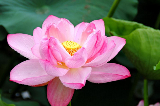 铜陵荷花节的具体地方