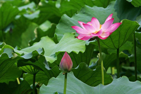 铜陵荷花节的具体地方