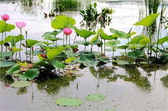 如何自制荷花淤泥，荷塘泥自制办法