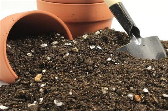 如何自制荷花淤泥，荷塘泥自制办法