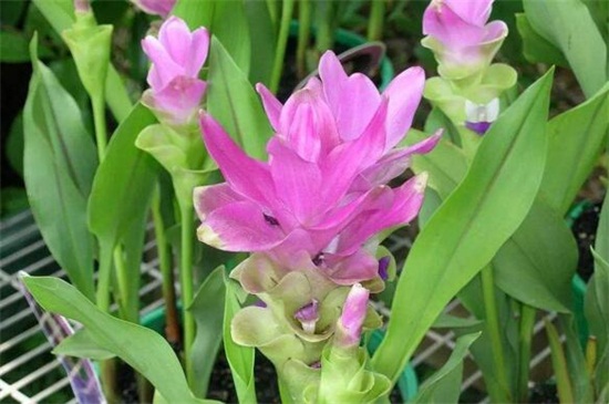 姜荷花能养几年,一年后需重新繁殖