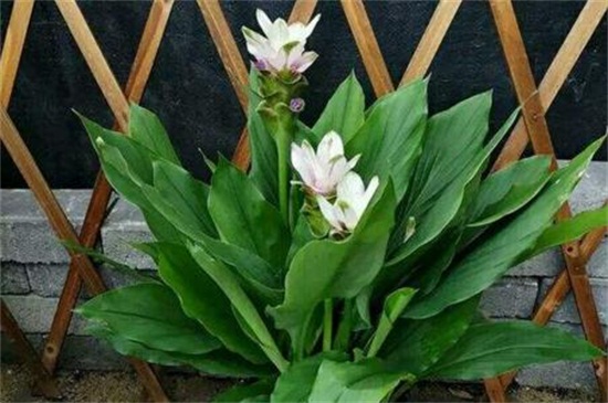 姜荷花能养几年,一年后需重新繁殖