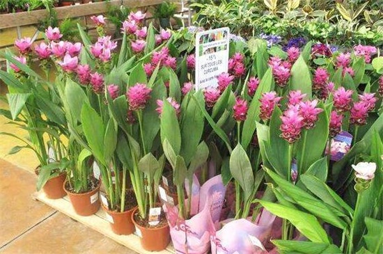 姜荷花能养几年,一年后需重新繁殖