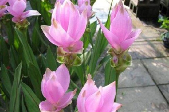 姜荷花能养几年,一年后需重新繁殖