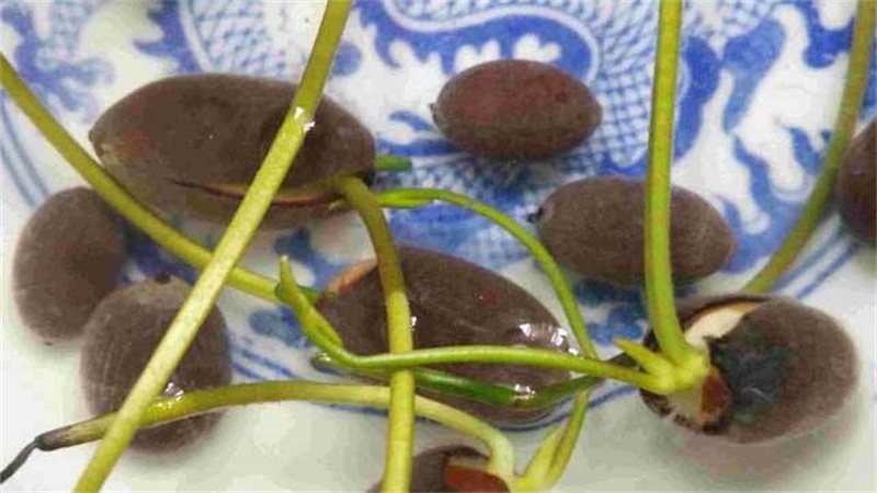 荷花的栽培办法