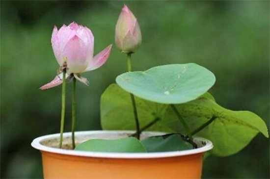 荷花的栽培办法