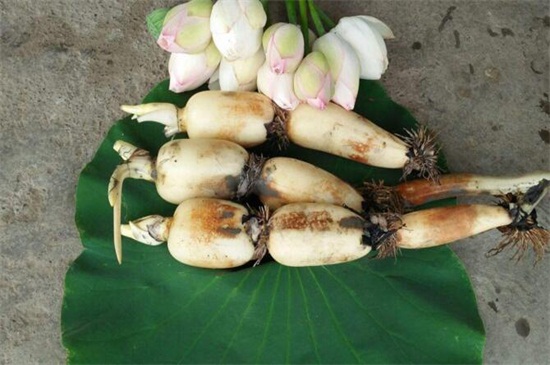 荷花的栽培办法