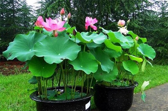 莲花的养殖办法和留意事项