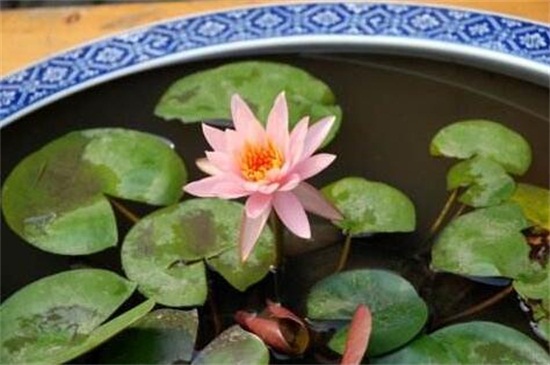 莲花的养殖办法和留意事项