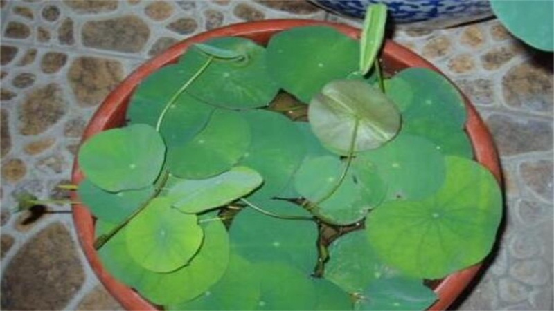 荷花种子的种植办法