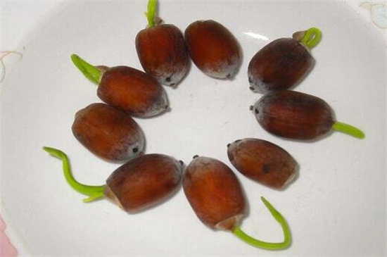 荷花种子的种植办法