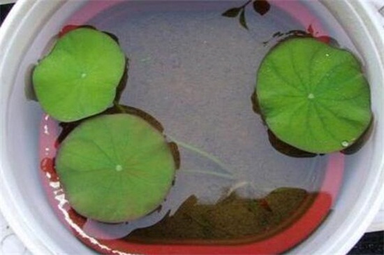 荷花种子的种植办法