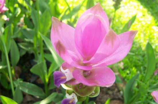 盆栽姜荷花冬季开花吗，在夏秋两季6～10月份开花