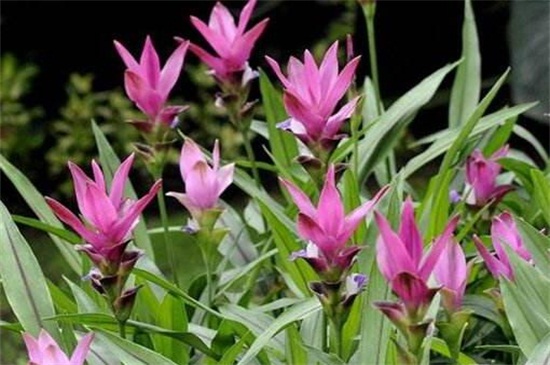 盆栽姜荷花冬季开花吗，在夏秋两季6～10月份开花