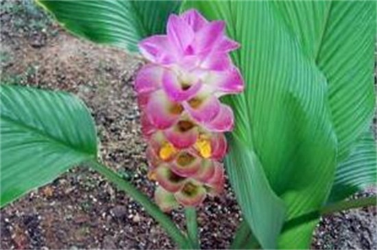 盆栽姜荷花冬季开花吗，在夏秋两季6～10月份开花