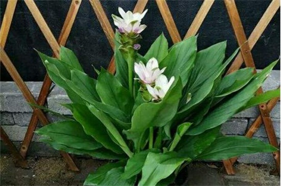 盆栽姜荷花冬季开花吗，在夏秋两季6～10月份开花