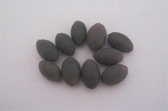 荷花种子如何发芽