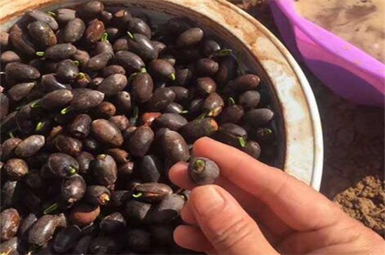 荷花种子如何发芽