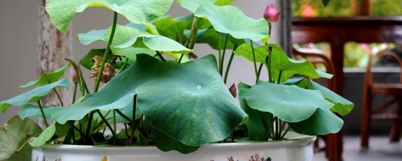 荷花开花后如何办