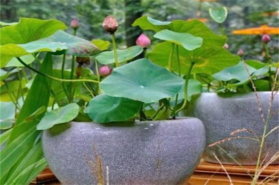 荷花开花后如何办