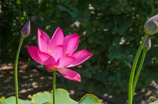 荷花开花后如何办