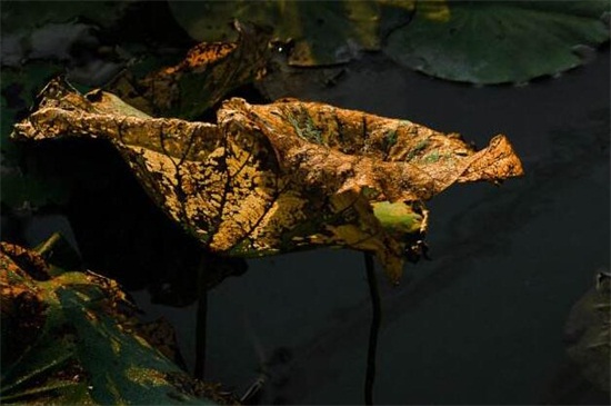 荷花叶子发黑枯萎如何办,增加光照或者更换盆土