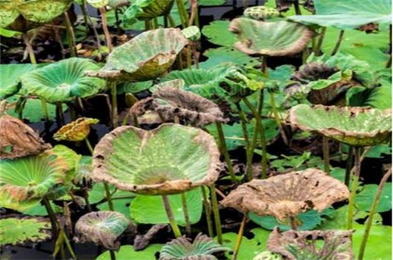 荷花叶子发黑枯萎如何办,增加光照或者更换盆土